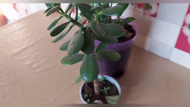 Размножение цветущей толстянки листом. смотреть онлайн