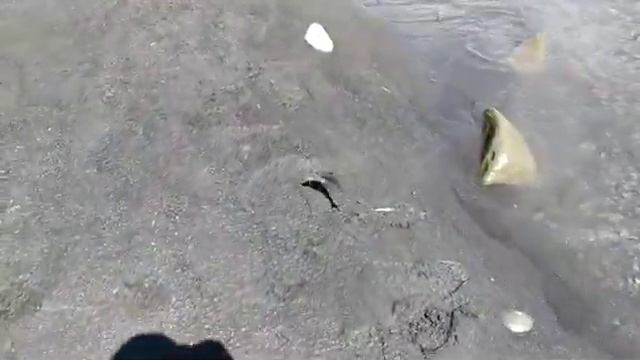 Ловля усача 🐟 суровых горах ⛰️ Цумадинский район 🦅 МашаАллагь красота 🔥😎💪👍 смотреть онлайн