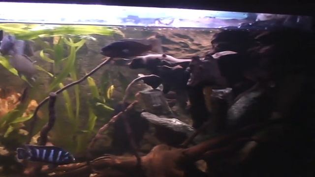 Кормление африканских цихлид и красноухой черепахи. смотреть онлайн