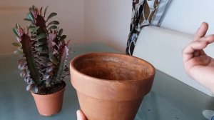 Euphorbia trigona rubra