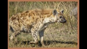 Гиена. Что означает смех гиены.