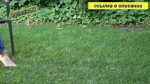 газонная трава когда сажать газон