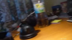 Топ 10 пауков для содержания дома.