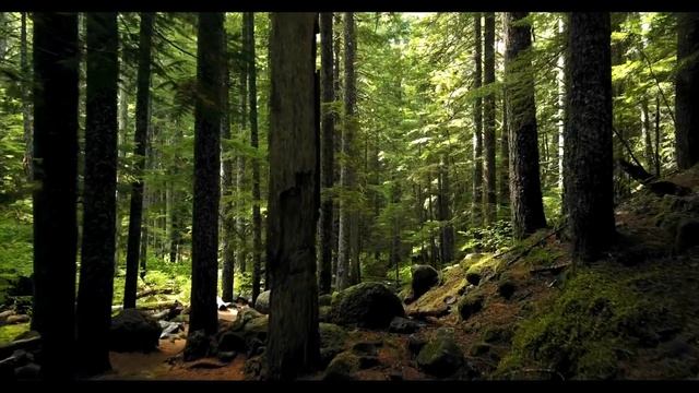 Красивая Музика для Сна и Красивая Природа---Beautiful Music for Sleep and Beautiful Nature смотреть онлайн
