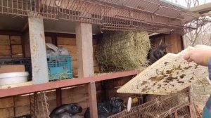 РАЗВЕДЕНИЕ КРОЛИКОВ,ЧТО ДЛЯ ЭТОГО НАДО,ПЛЮСЫ И МИНУСЫ,ВСЁ О КРОЛИКАХ,ВЛОГ