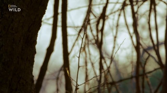 Африканские охотники 3 сезон 2 серия - Гордость и предубеждение смотреть онлайн