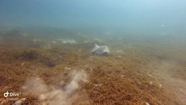 Шестой день. Крупный Кольчатый хвостокол смотреть онлайн