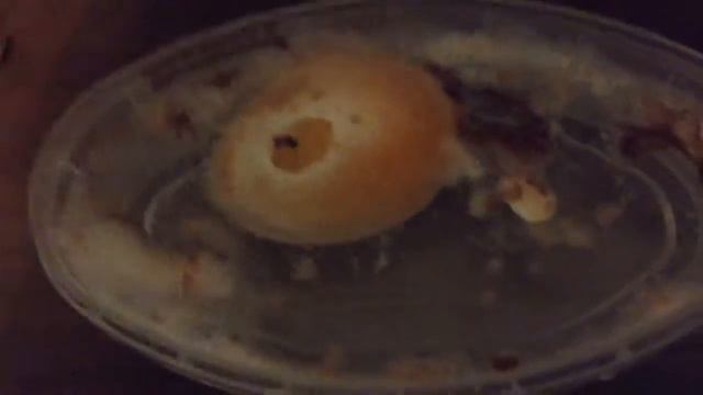 Что будет через день после того как яйцо лежало в уксусе смотреть онлайн