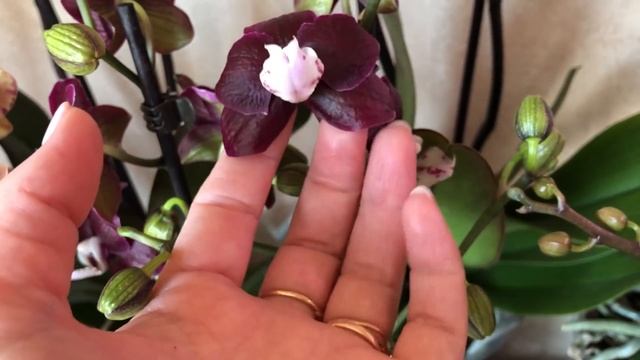 ? Продажа орхидей. Завоз от 28.04.2020 Каода, Лиодоро, Стюартиана, Сезам, Манхеттен, Пират Пикоти смотреть онлайн