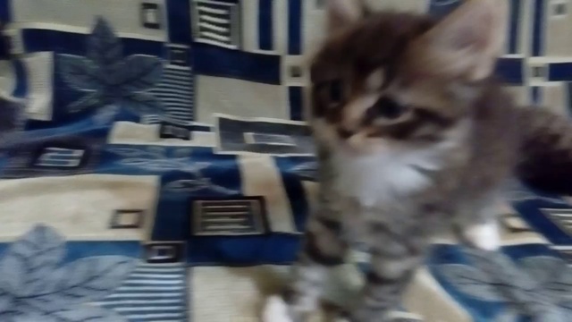 Игрульки котейцев!!! смотреть онлайн