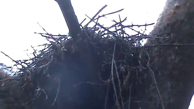 Гнездо Черного аиста