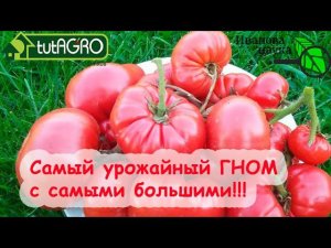 Ведро ТОМАТОВ с 1 ГНОМА! САМЫЙ ЛУЧШИЙ ГНОМ 2022 года без пасынкования. ТОМАТЫ против КОРПОРАЦИЙ!