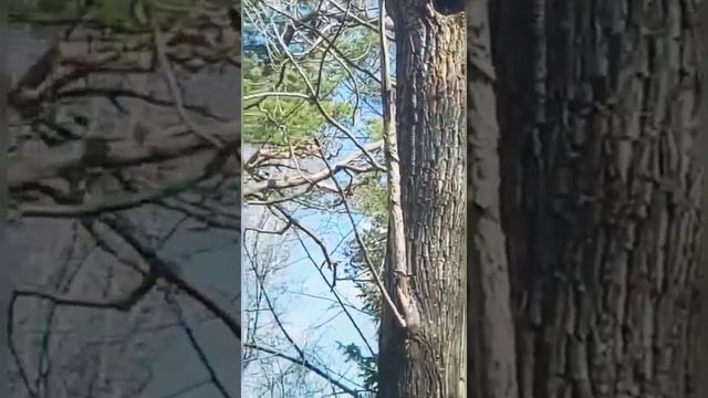 Как белка бельчонка в дупло загоняла.? #shorts#белкабельчонок смотреть онлайн