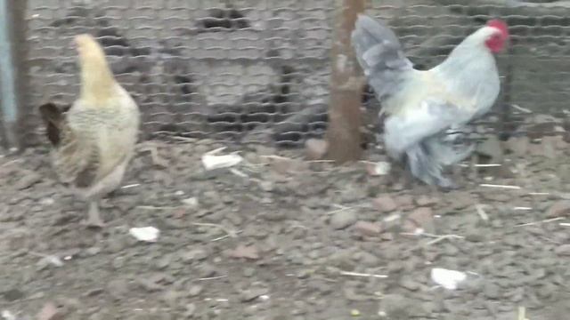 Декоративные куры Мильфлер мохноногий подарили яйца смотреть онлайн