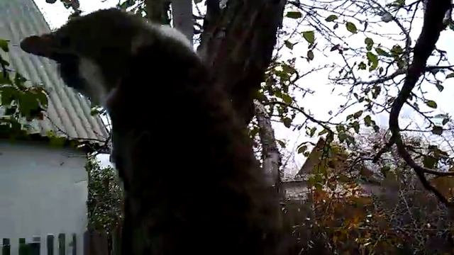 Кот ЧУма, 6мес. В хорошие руки хотя бы до весны. смотреть онлайн