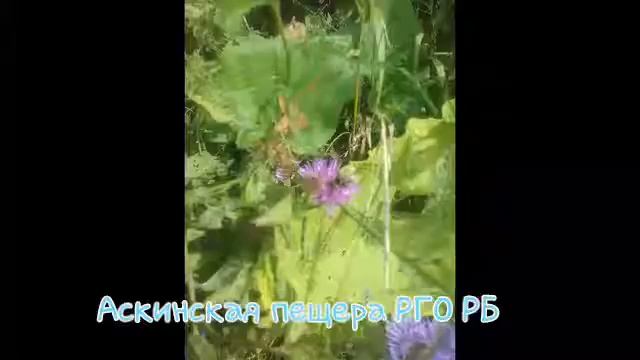 Аскинская пещера РГО РБ смотреть онлайн