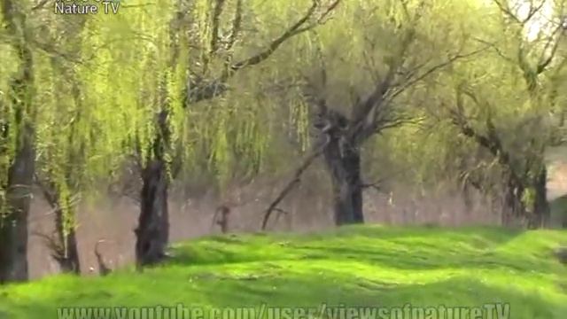 ивы и пруды природа Украины весна апрель смотреть онлайн