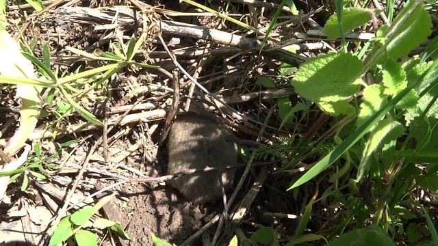 Слепыш обыкновенный. смотреть онлайн