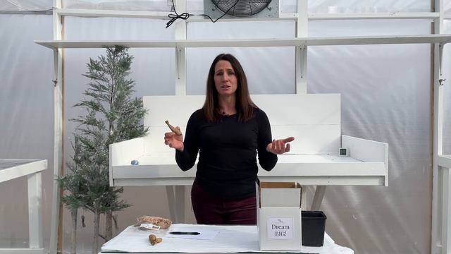 Dahlia Tuber Care And Planting | PepperHarrow смотреть онлайн