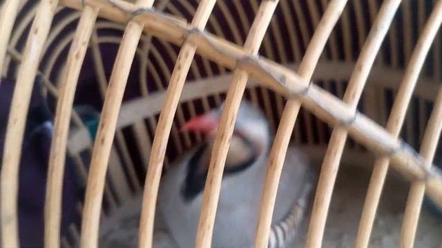 Кеклик. Узбекский фазан. #фазаны #фазан #кеклик #птица #домашнеяптица смотреть онлайн