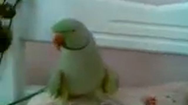 Папугай который любит целоваться.....хD смотреть онлайн