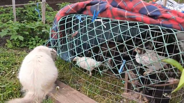 То птицы то теплицы😍 Глициния красота неземная🌼 Надо все успевать😎Жизнь в своем доме на Кубани🧡 смотреть онлайн