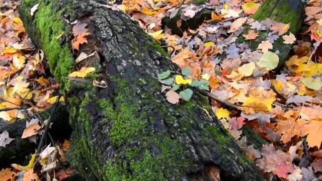 ЛИСТЬЯ ЖЕЛТЫЕ НАД ГОРОДОМ КРУЖАТСЯ.СТЕКЛЯННАЯ АРФА.