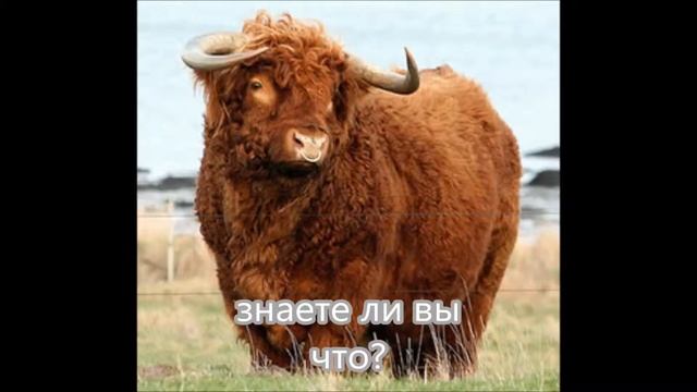 Интересный факт быки дальтоники смотреть онлайн