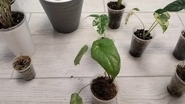 Комнатные растения Алоказии. Размножение Алоказий.