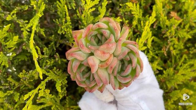 Echeveria Floriditi смотреть онлайн