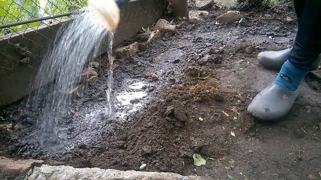 Выращивание ЛЮФФЫ Безрассадный посев семян люффы в грунтWachsende LOUFLES Samenlose Aussaat Lufa смотреть онлайн