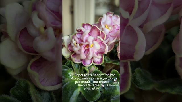 АВ-Варенье из Лепестков Роз и моё отношение к искусственной стимуляции растений к цветению. смотреть онлайн