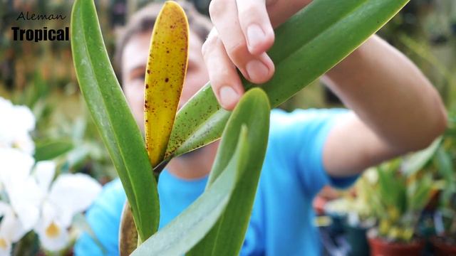 Meine Orchidee hat Blattflecken, was nun? - Orchideen Wissen von A bis Z. смотреть онлайн