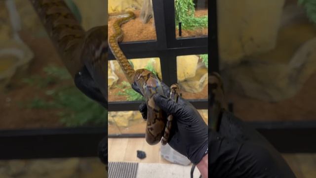 Kayuadi Reticulated Python #animals #snake #reptile #animalcare #pets #animal #worldsnake #wildlife смотреть онлайн
