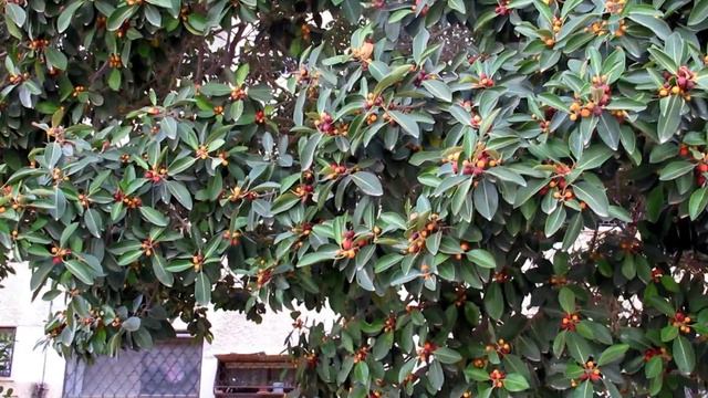 Фикус мелкоплодный!Ficus microcarpa.Кирьят-Ям.Израиль.Kiryat-Yam. Israel. смотреть онлайн