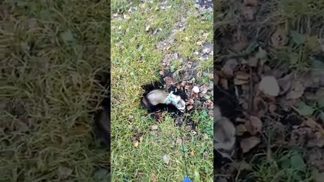 Хорёк Умка война с природой смотреть онлайн