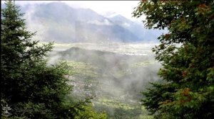 Чёрный ринопитек или курносая обезьяна/Rhinopias or black snub-nosed monkey