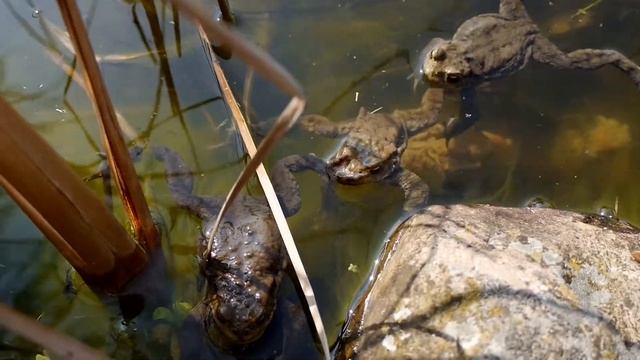 Sony vs Panasonic Video Test - Frogs смотреть онлайн