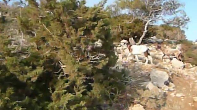 Акамас, муфлоны смотреть онлайн