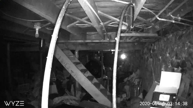 Tiny Bat In The Basement Alpha смотреть онлайн