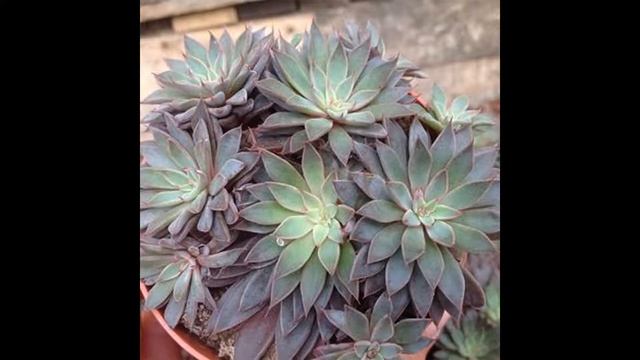 Граптопеталум : уход в домашних условиях, виды с фото . смотреть онлайн