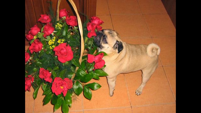 Фотодневник мопса Игрека смотреть онлайн