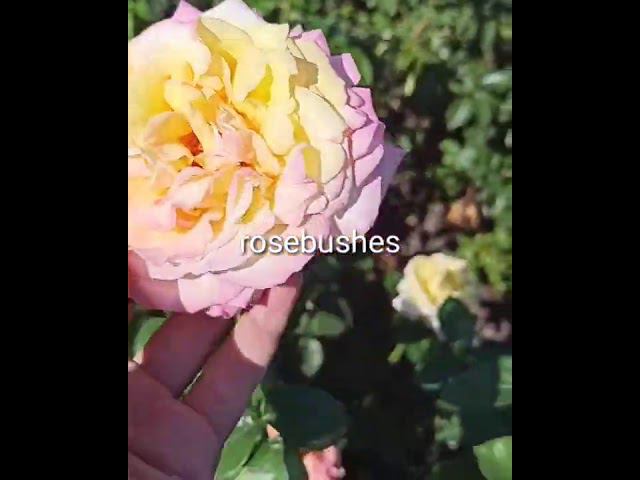 Глория дей @rose_bushes161 смотреть онлайн