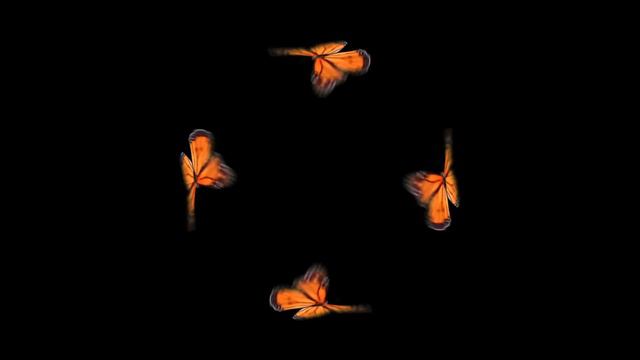 Butterfly Hologram Video Long 10 Min