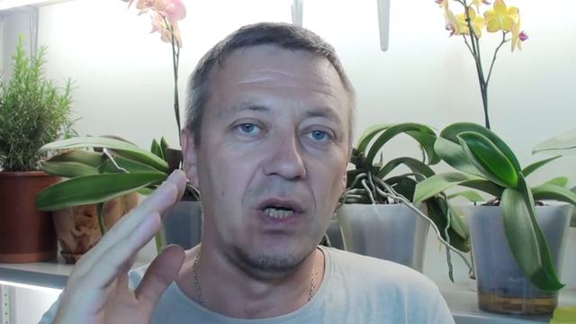 ОРХИДЕЯ в ДОМАШНИХ условиях, ДРОЖЖИ для орхидей, корни, грунт смотреть онлайн