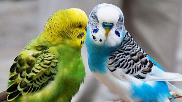 Линька у волнистых попугаев смотреть онлайн