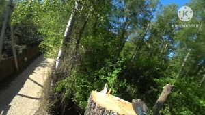 Арбористика спил деревьев с оттяжкой