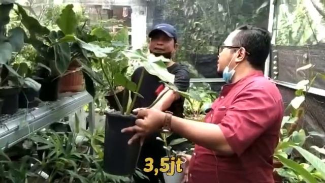 ASAD FLORANDA (PERMATA BUANA) JUARA 1 KELAS UMUM KONTES AROID NASIONAL GODONGIJO смотреть онлайн