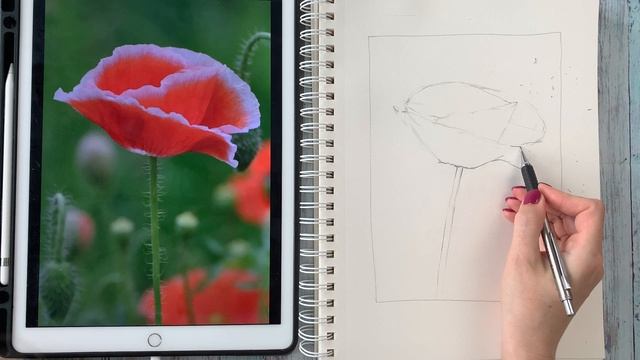 Как нарисовать мак смотреть онлайн