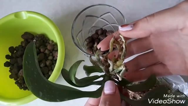 ОРХИДЕЯ асконопсис Iren Dobkin , пересадка в закрытую систему смотреть онлайн